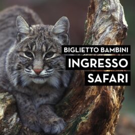 Biglietti d’ingresso Bambini