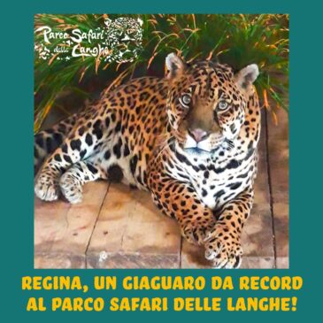Regina, un giaguaro da record al Parco Safari delle Langhe!